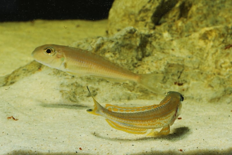 Xenotilapia ochrogenys 'Karilani Island'